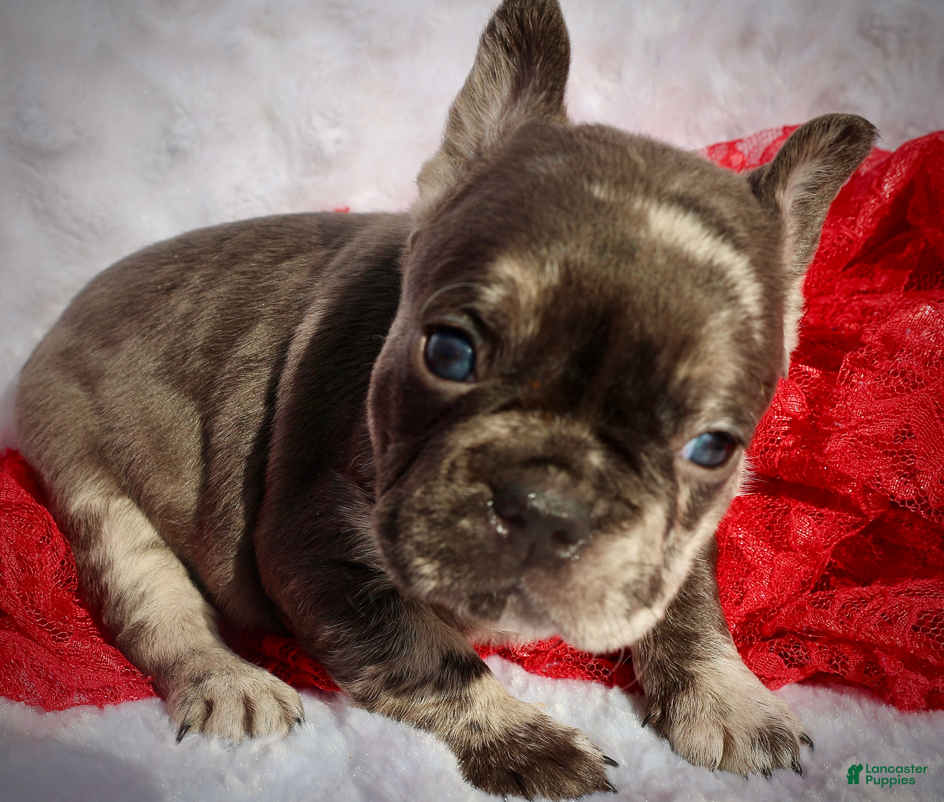 French Bulldog dogs Lucy - Ad 37