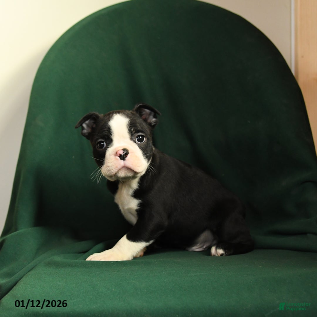 Boston Terrier dogs for sale: Finn - Ad 5