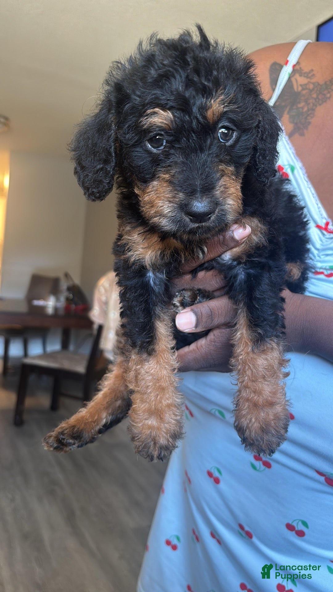 Yorkiepoo dogs for sale: Yorkiepoo 3 - Ad 41
