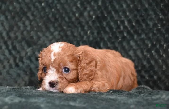 Cavapoo dogs Suzy - Ad 2