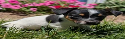 Jack Russell Terrier dogs for sale: Joker - Ad 6