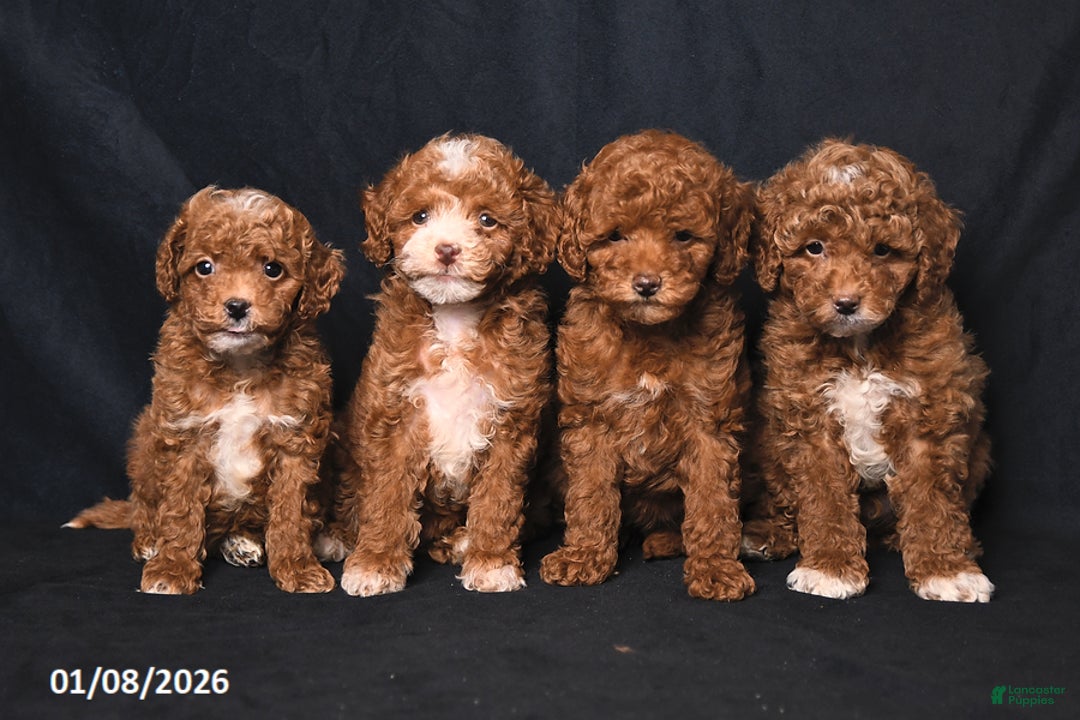 Toy Poodle dogs for sale: Moose - Ad 5