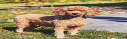 Miniature Poodle dogs for sale: Gabby - Ad 5