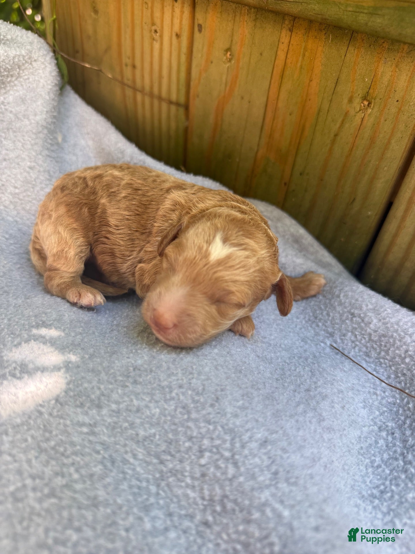 Bichpoo dogs Sunny - Ad 2
