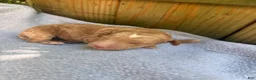 Bichpoo dogs for sale: Sunny - Ad 2