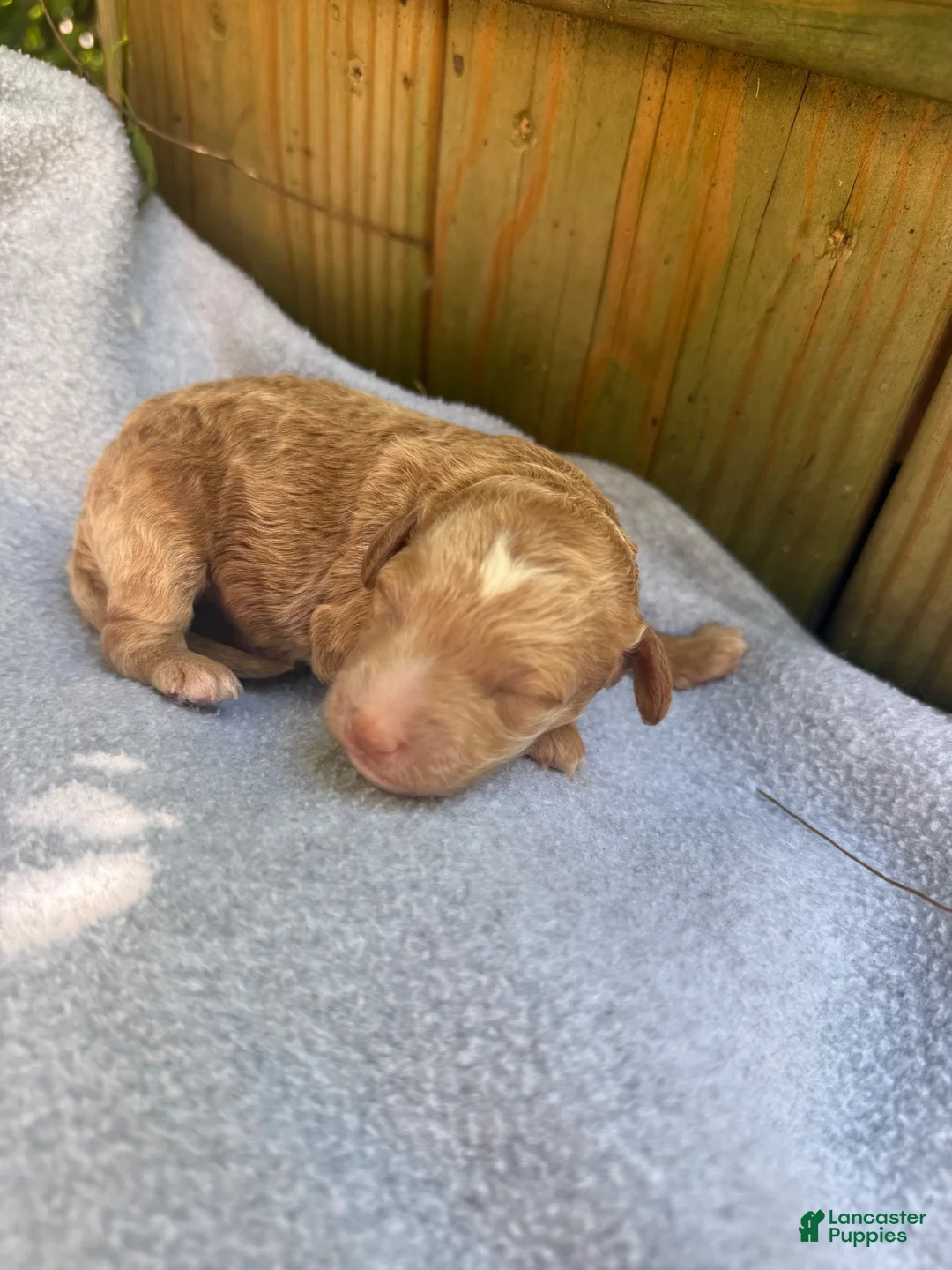 Bichpoo dogs for sale: Sunny - Ad 2