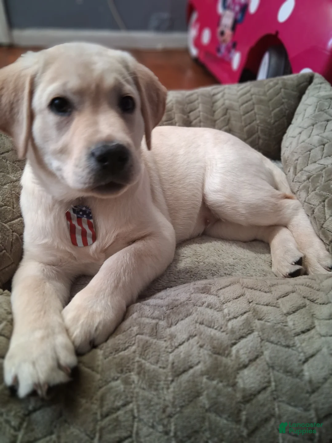 Labrador Retriever dogs for sale: Labrador Retriever Puppy 1 - Ad 2