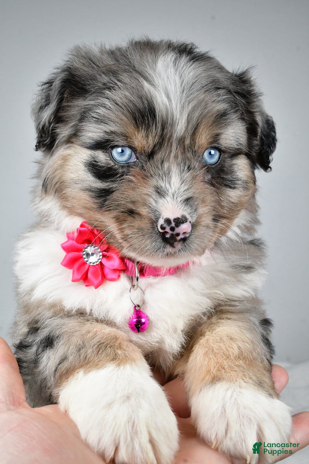 Mixed Breed dogs for sale: Pansy - Ad 7