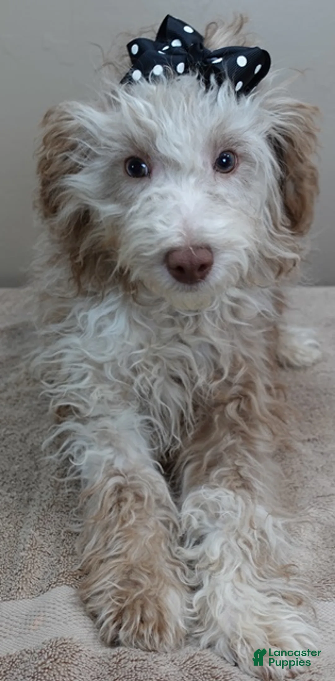 Toy Poodle dogs for sale: Chocolate merle rarest color in the world neutered - Ad 4