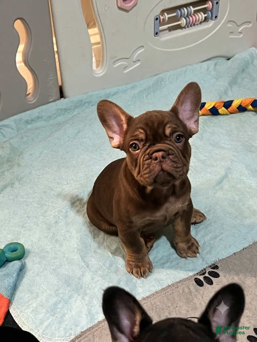 French Bulldog dogs Cinnamon - Ad 2