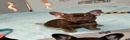 French Bulldog dogs for sale: Cinnamon - Ad 4