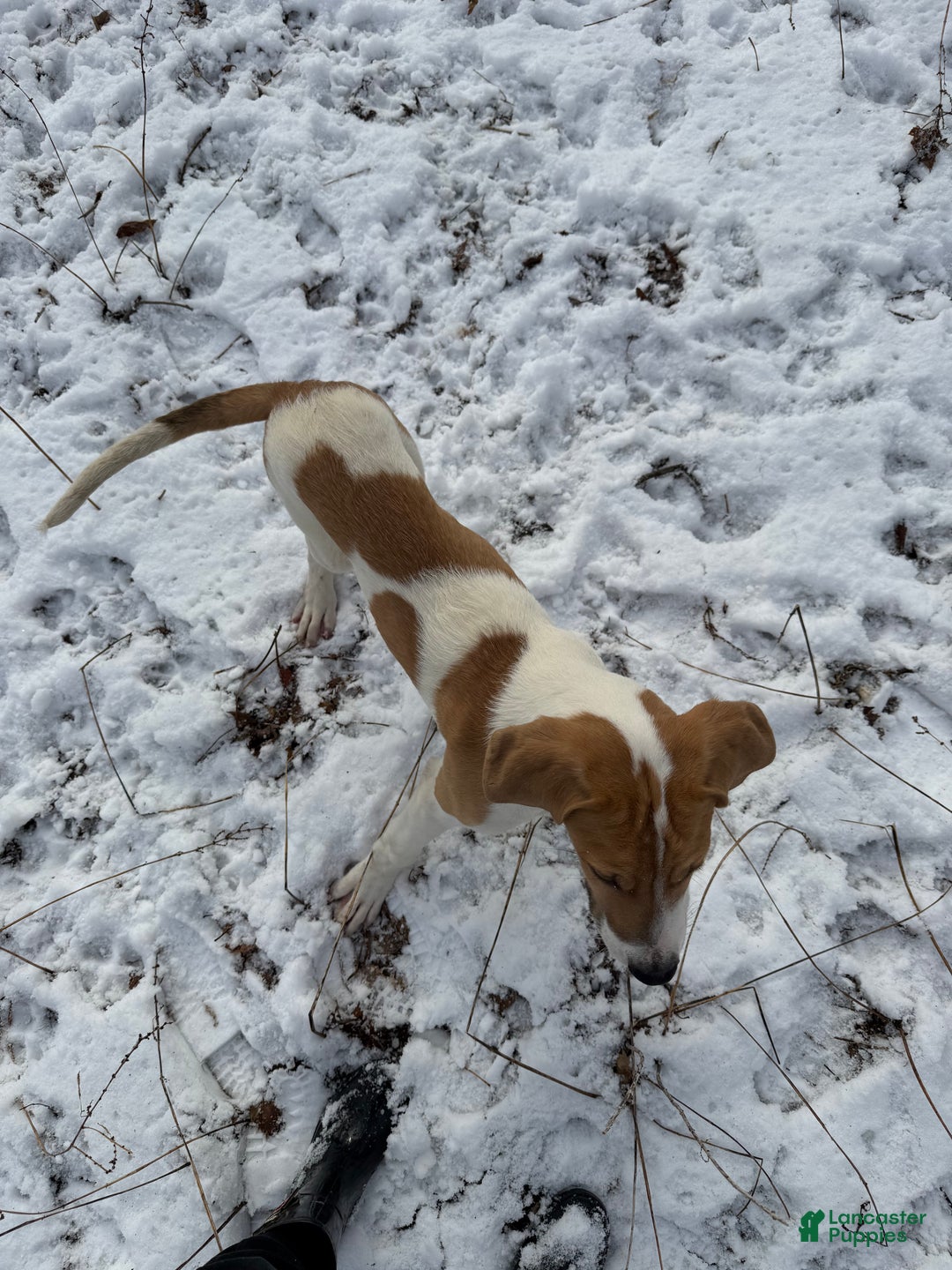 Mixed Breed dogs for sale: Bison - Ad 5