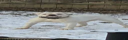 American Bulldog dogs for sale: American Bulldog 1 - Ad 18