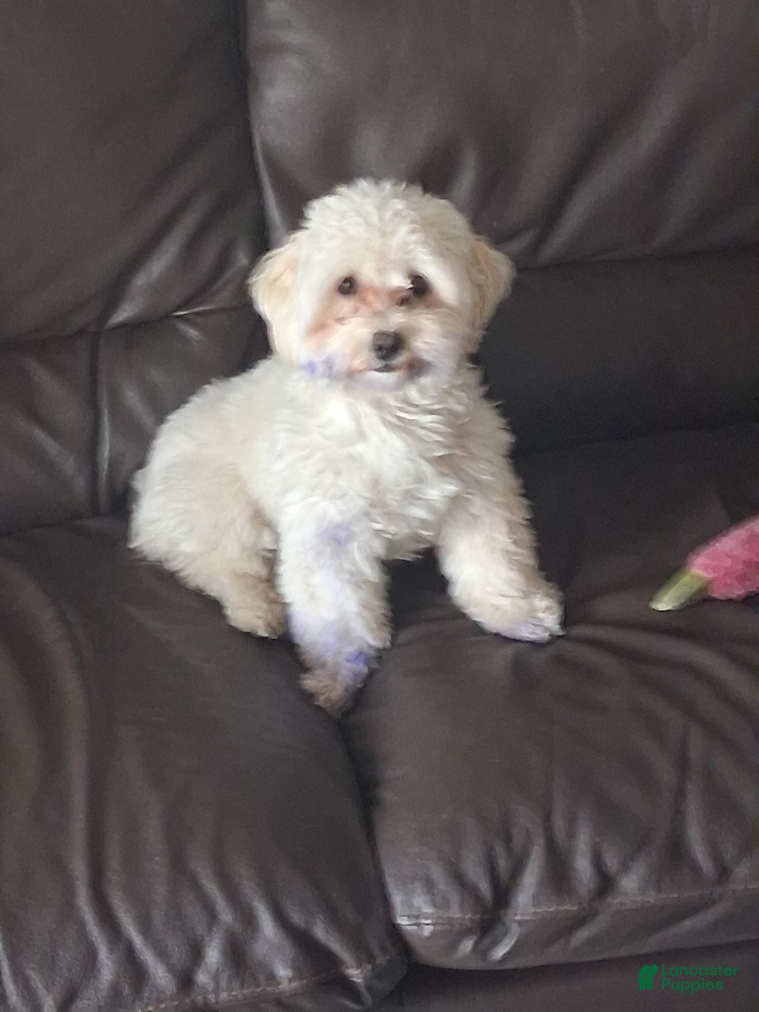Mixed Breed dogs Mixed Breed 1 - Ad 1