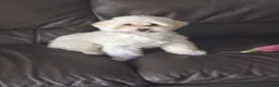 Mixed Breed dogs for sale: Mixed Breed 1 - Ad 1