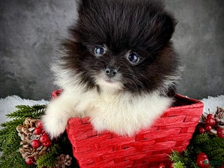 Pomeranian dogs Hope AKC - Ad 29