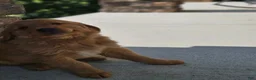 Golden Retriever dogs for sale: Dakota  - Ad 6
