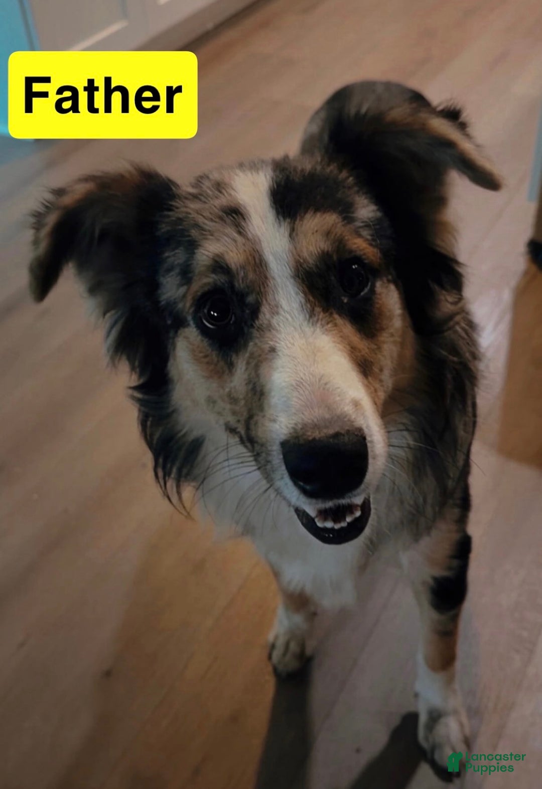 Mixed Breed dogs for sale: Duke - Ad 4