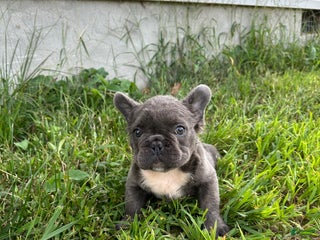 French Bulldog dogs - Ad 27
