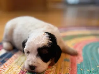 Mini Bernedoodle dogs Oreo - Ad 9