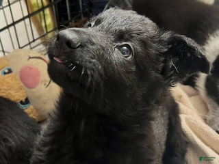 German Shepherd dogs Minnie - German Shepherd Puppy - Ad 16