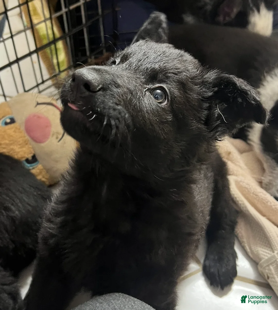 German Shepherd dogs for sale: Minnie - German Shepherd Puppy  - Ad 2