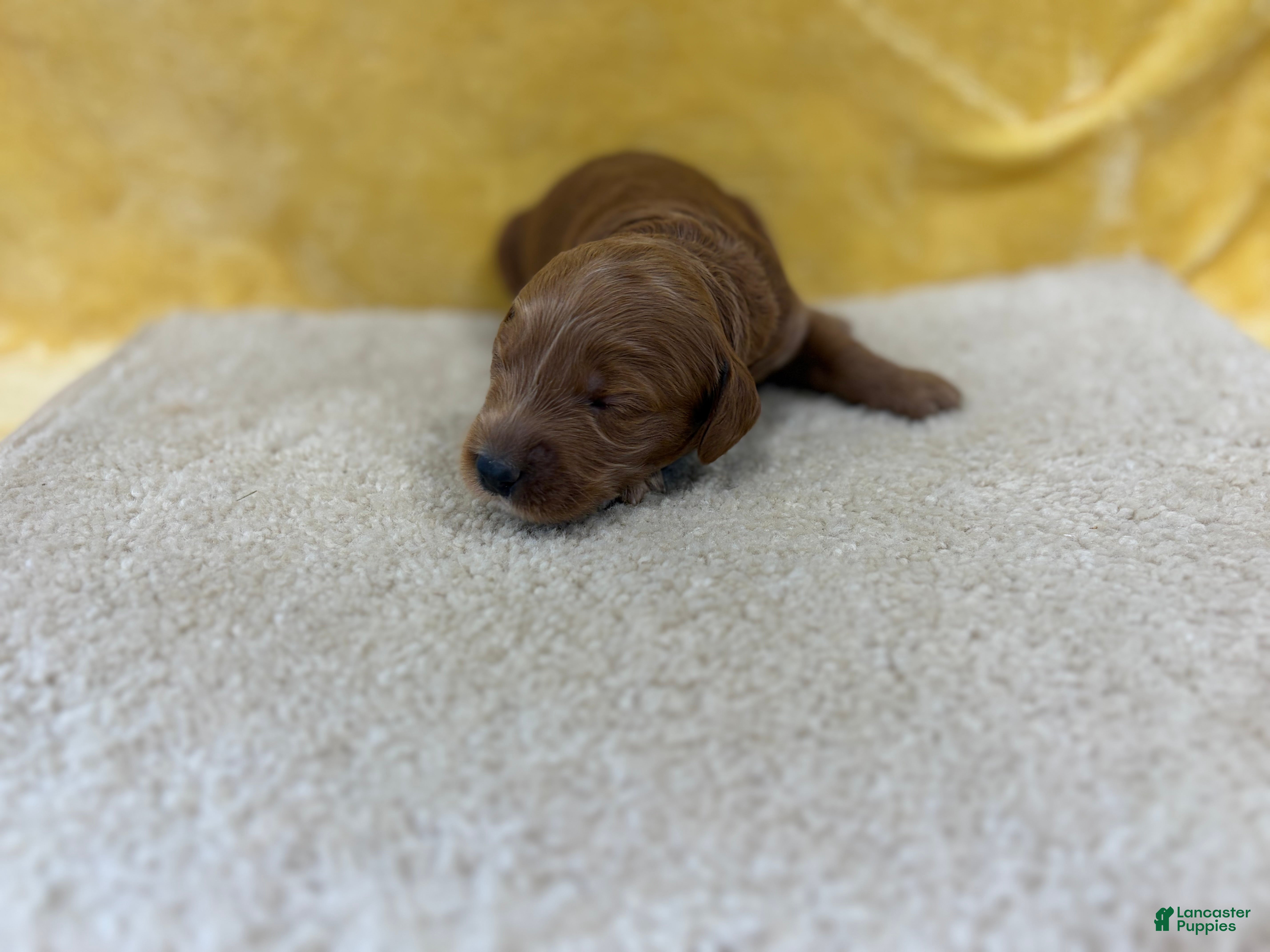 Mini Goldendoodle dogs Sparky - Ad 2
