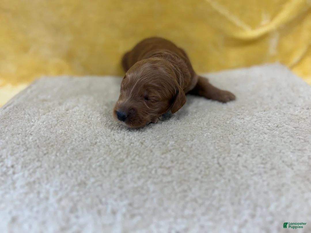 Mini Goldendoodle dogs for sale: Sparky - Ad 2