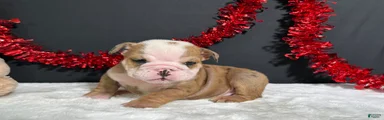Bruiser