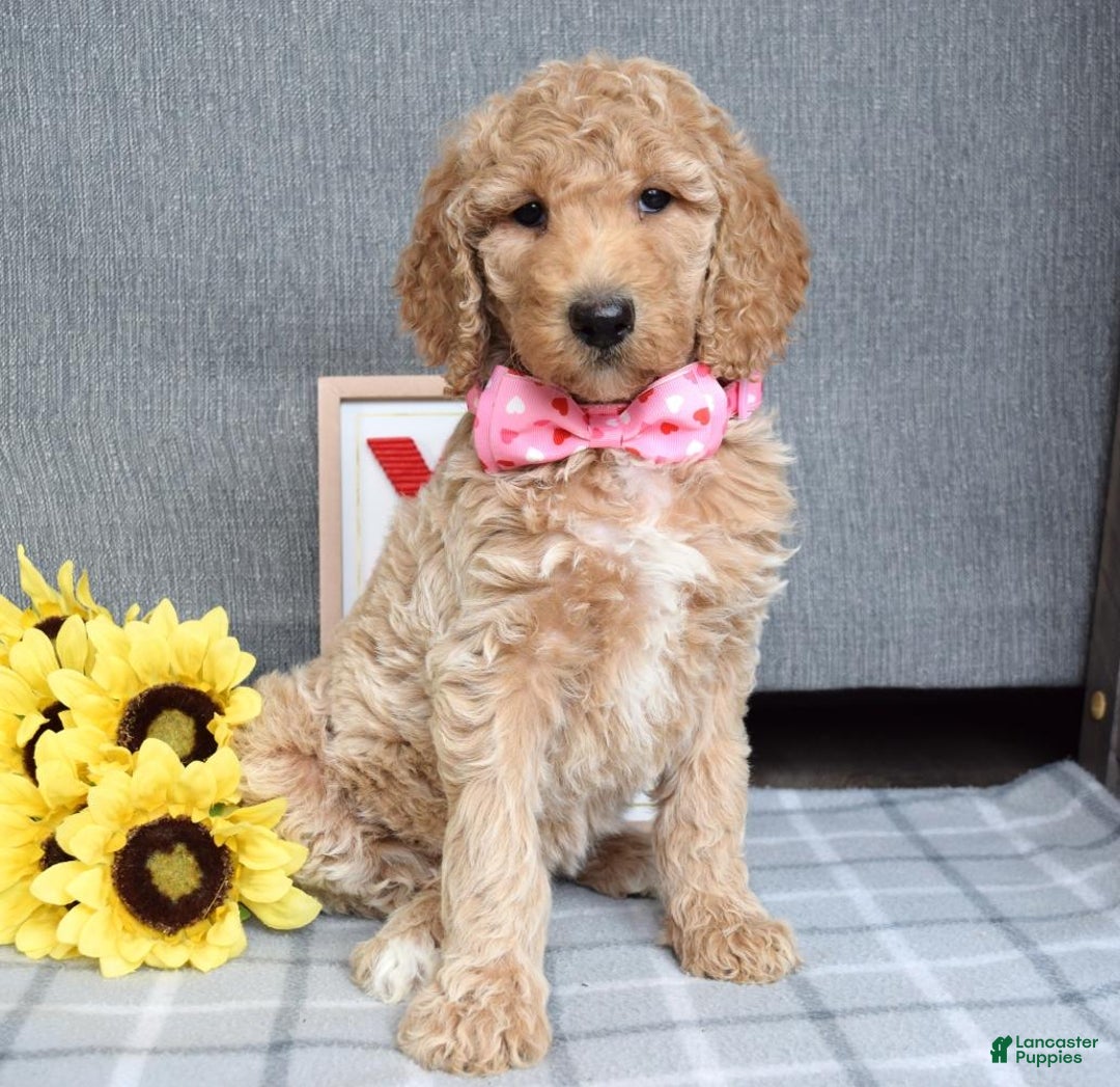 Standard Poodle dogs for sale: Camilla  - Ad 7