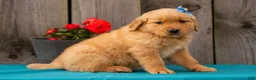 Golden Retriever dogs for sale: Tasha - Ad 2