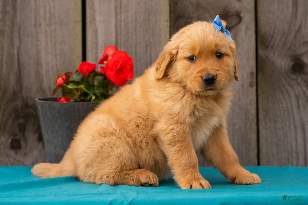 Golden Retriever dogs for sale: Tasha - Ad 2