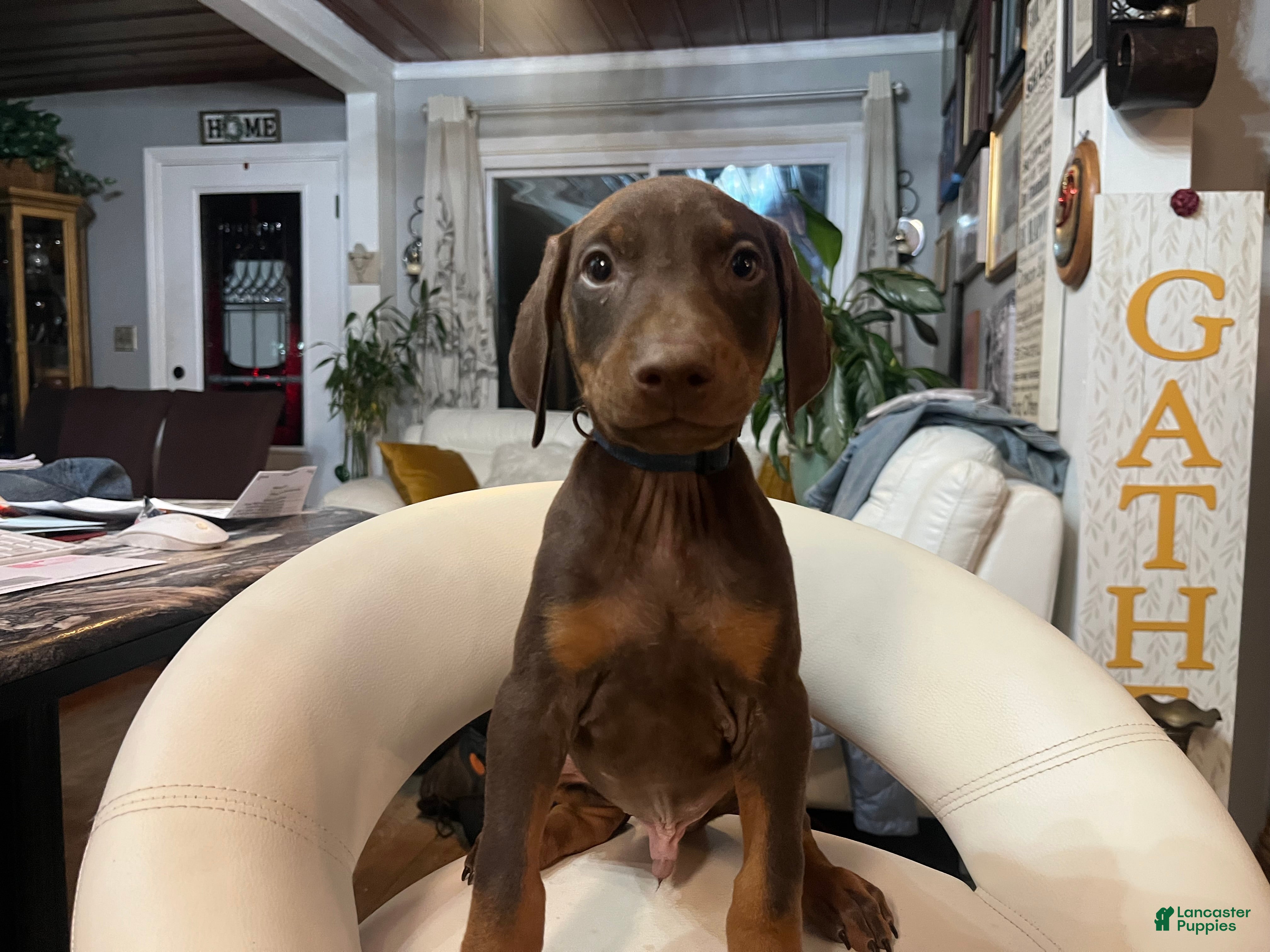 Doberman Pinscher dogs Leo - Ad 29