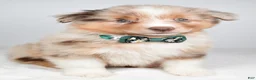 Miniature Australian Shepherd dogs for sale: Flynn - Ad 8