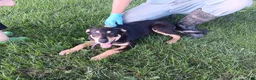 Mixed Breed dogs for sale: Lady - Ad 3