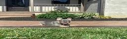 French Bulldog dogs for sale: Vadar - Ad 4