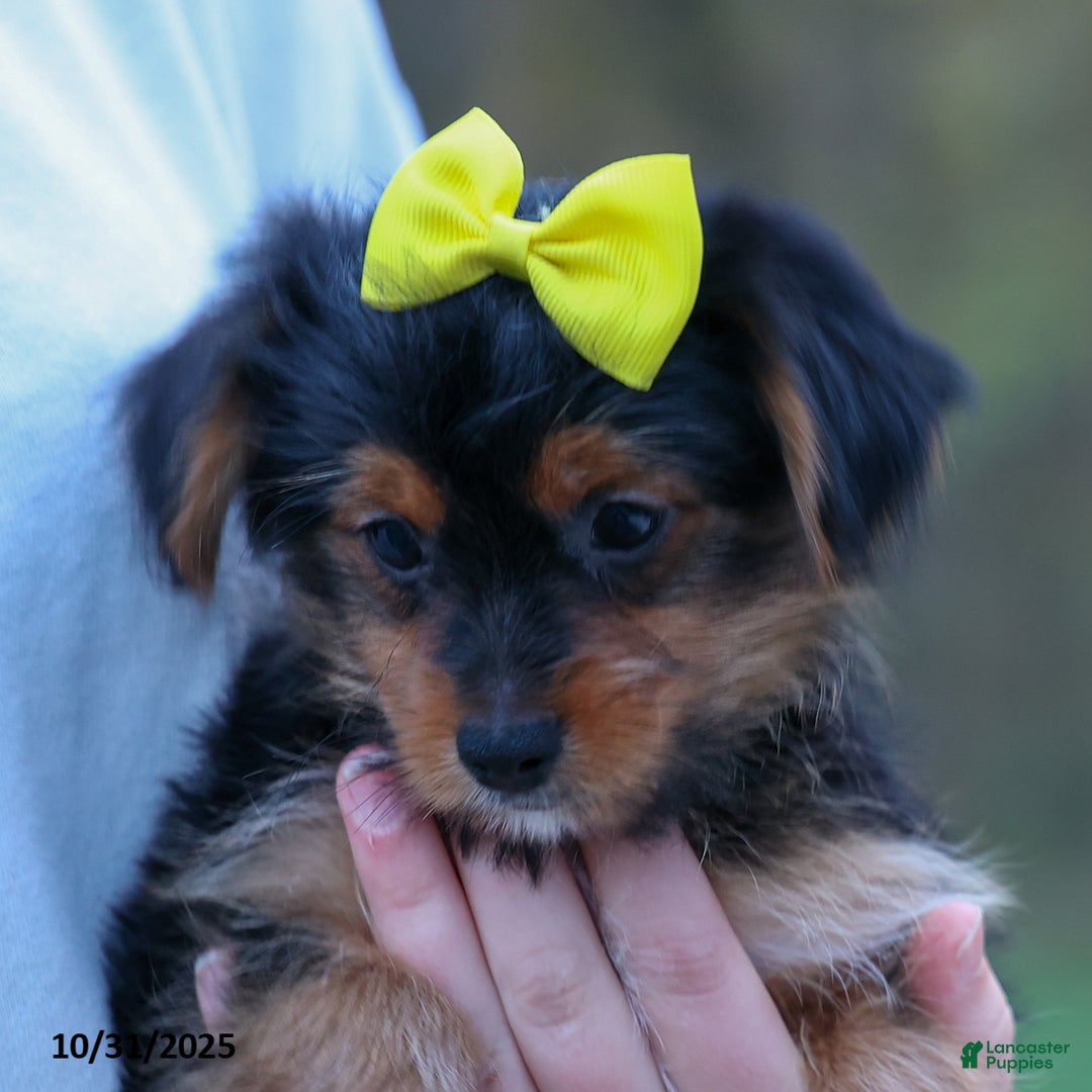 Yorkshire Terrier dogs for sale: Winston - Ad 12