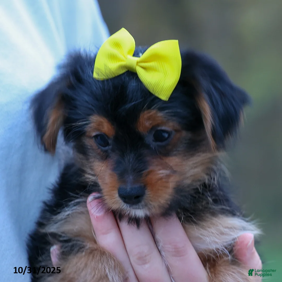 Yorkshire Terrier dogs for sale: Winston - Ad 12