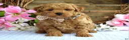 Maltipoo dogs for sale: Maverick  - Ad 6