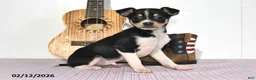 Mixed Breed dogs for sale: Wolf - Ad 1