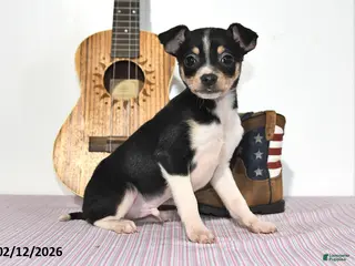 Mixed Breed dogs Wolf - Ad 27