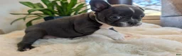 Frenchton dogs for sale: Clover - Ad 16
