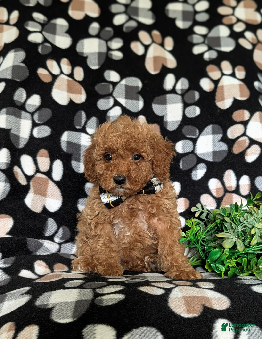 Miniature Poodle dogs for sale: Sniper - Ad 6