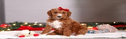 Standard Poodle dogs for sale: Rosie - Ad 1