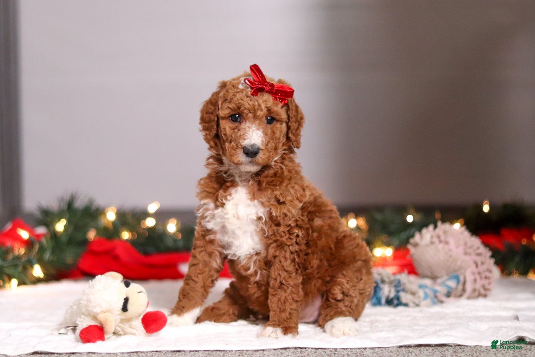 Standard Poodle dogs for sale: Rosie - Ad 1