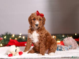Standard Poodle dogs Rosie - Ad 10