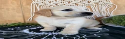 Golden Retriever dogs for sale: Gigi - Ad 6