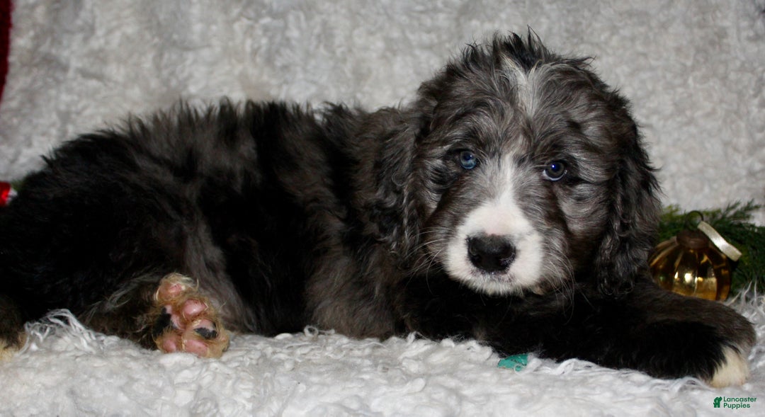 Bernedoodle dogs for sale: Buddy - Ad 3