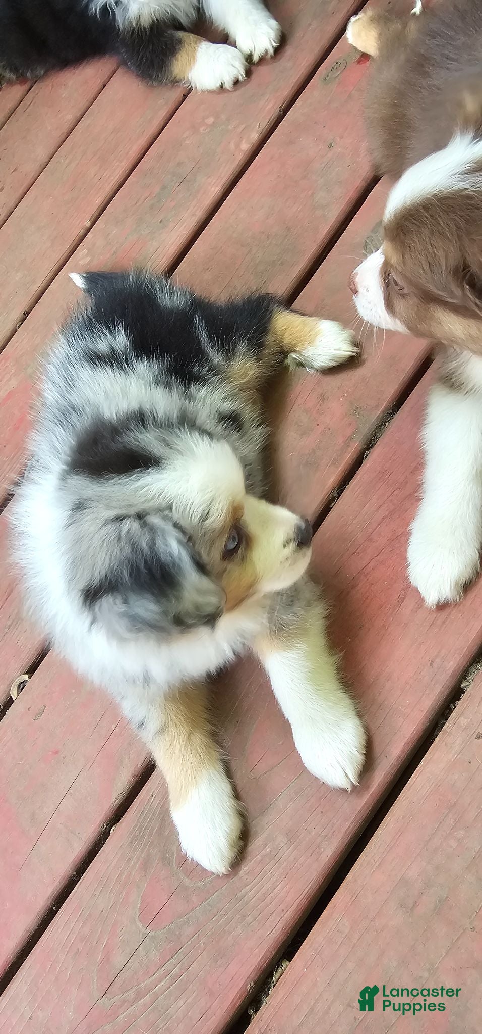 Miniature Australian Shepherd dogs Spot - Ad 1