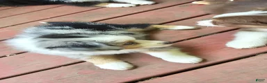 Spot